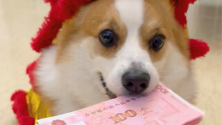 快过年了谁家需要舞狮的，狗子想接点私活