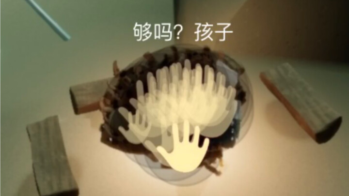 Light Encounters the Confused Grilled Crab! Warriors who don't know each other!!!