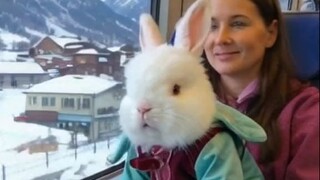 Taking the bunnies on a trip—these bunnies are so well-behaved!
