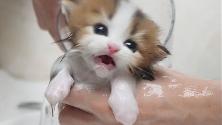 Cleaning the smelly paws of a tiny kitten unexpectedly revealed his two sides.