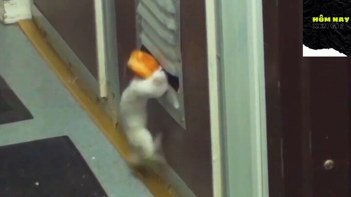 Cười mỗi ngày cùng tôi ! #videohaihuoc