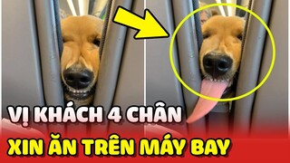 "HÚ HỒN" với hành khách 4 chân VÔ Ý THỨC xin ăn ngay trên máy bay 😂 | Yêu Lu