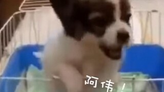 Nama anjing ini Awei, dan kedengarannya seperti musik elektronik~