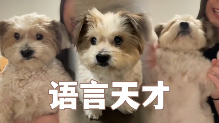 This is a smart dog that can understand two languages!