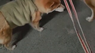 الكلب: "صدقني، عندما قلت أنك ستأتي بالسيارة، ظننت أنك تمزح."