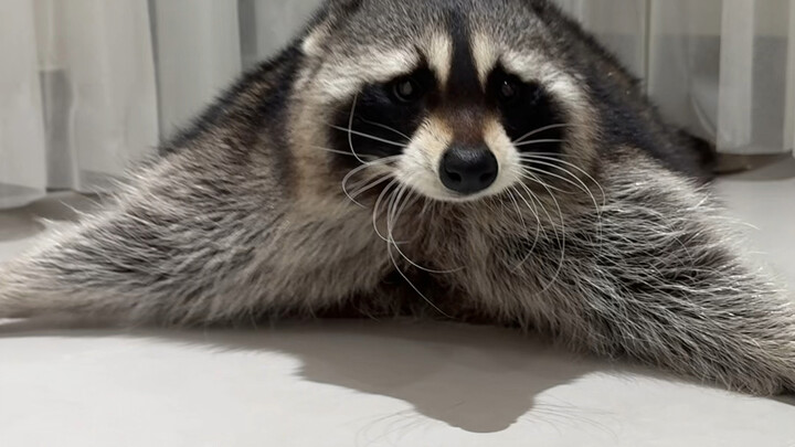 [Raccoon Xiaoxiao] The creator’s exploring—welcome to tune in and don’t forget to like, subscribe, a