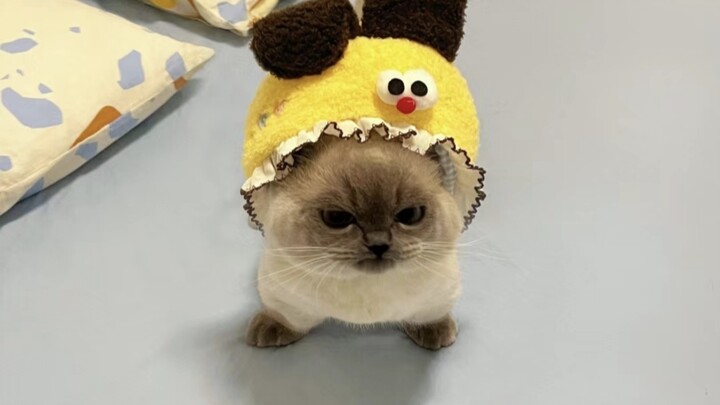 Apakah seluruh dunia akan menyukai kucing peliharaan kecil yang imut dan super menggemaskan?