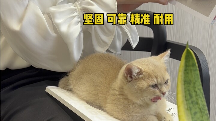 Mèo con trải nghiệm 100 nghề: Tư vấn viên đồng hồ (Có bất ngờ ở cuối video!)