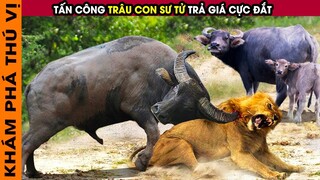 🔥 10 KHOẢNH KHẮC ĐI SĂN THẤT BẠI THẢM HẠI CỦA KẺ SĂN MỒI TRONG TGĐV | KPTV