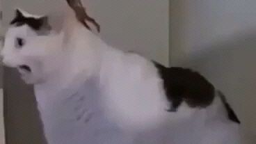 cat huh?