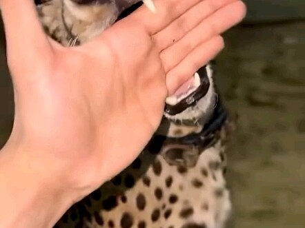 เสือชีตาห์ไม่โจมตีคนจริงๆ หรือ?