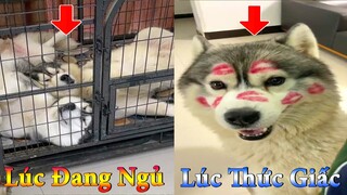 Thú Cưng TV | Dương KC Pets | Ngáo Và Ngơ #12 | chó thông minh vui nhộn | funny cute smart dog