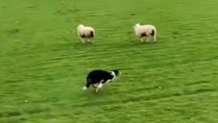 Border Collie menggembala domba
