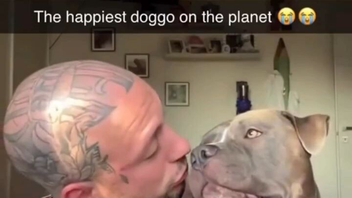 Owners vs Pets. Who does it better?