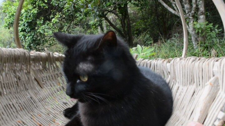 Taking the little black cat up the mountain to pick honeysuckle—the cat is so cuddly it’s melting my
