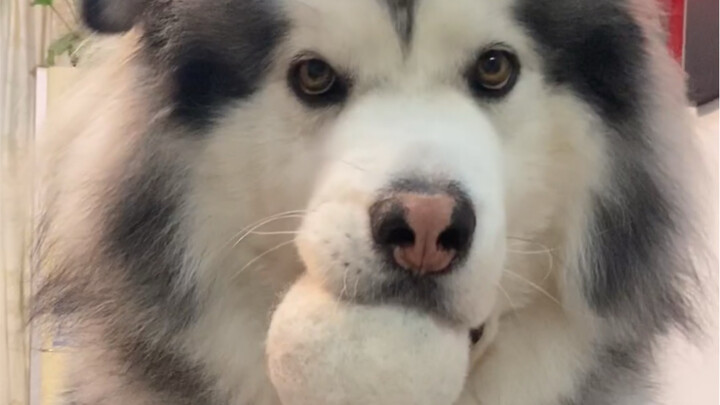 วันที่สิบของการสะสมขน ปากก็อ้าไม่พอจะครอบลูกบอลแล้ว เริ่มไม่พอใจแล้ว