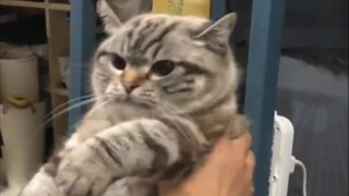 "Kucing kecil yang marah benar-benar bisa mengerutkan kening!"