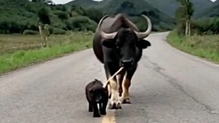 PETS daily funny compilation😂🤣😍