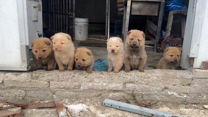 บ้านเพื่อนมีลูกหมาตัวเล็กน่ารัก 6 ตัว ในครอกเดียว นิสัยใจเย็นและขี้อ้อน แม้จะดูเลอะเทอะแต่ก็ยังน่าเอ