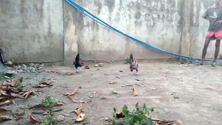 win bantam na pula🐓🐓