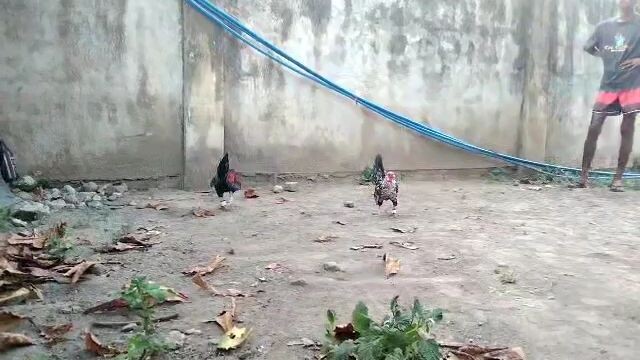 win bantam na pula🐓🐓