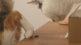 Cat: The Food under Other Cat's Feet Tastes Better