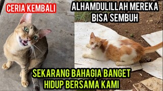 KISAH DUA KUCING SAKIT SETRUK TELAH SEMBUH SETELAH TINGGAL BERSAMA CATS LOVERS TV..!