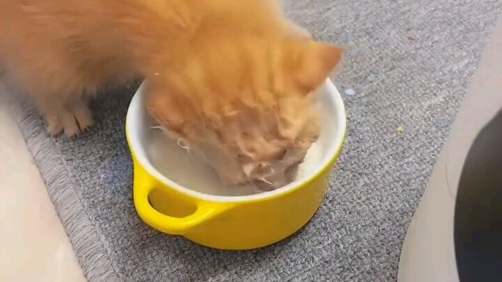 พรสวรรค์ของแมวส้มแสดงออกมาตั้งแต่ยังเล็ก