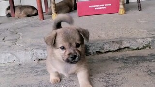 Unify the puppy summoning technique worldwide: Sucu Sucu