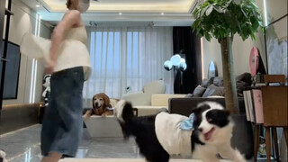 Flowing like water, old dancer! (Border Collie Senti)