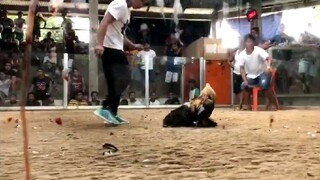 Bugbog ang adobo lines ko 🤣
