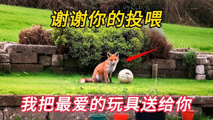 The fox let go of the squirrel right in its mouth. The girl gave it food, and in return, the fox gif