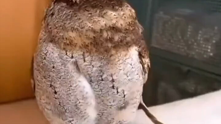Apa yang akan terjadi jika kamu diam-diam mengambil satu bulu burung hantu?