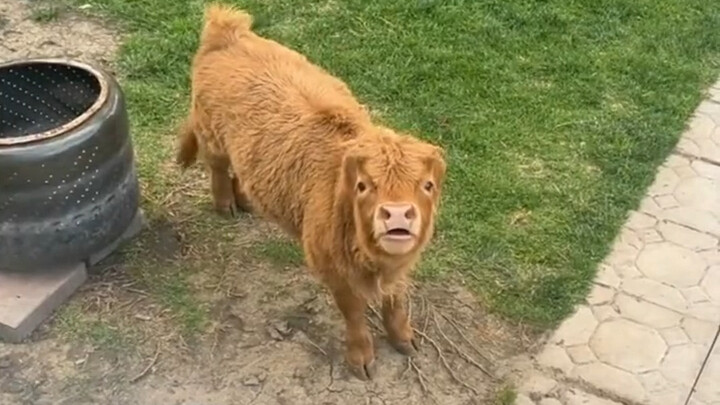 Seorang paman dari luar negeri menghabiskan banyak uang untuk mengirimkan seekor anak sapi mini mela