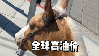 全球油价都在涨，国外有人选择了骑马，不过这马应该比车贵吧。