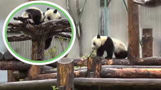 Menyimpan panda di saat hujan susah sekali!