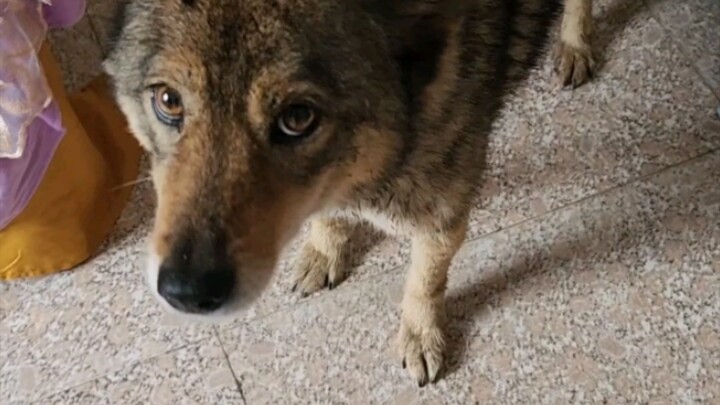 [First Time Together] Gouzi is all thumbs in front of his mom