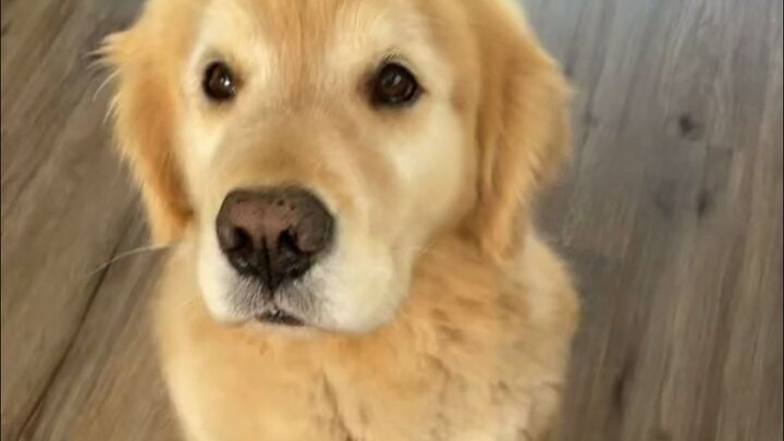 جرو الجولدن يأكل البطيخ، كَشْ كَشْ