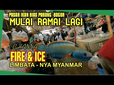 PASAR IKAN HIAS PARUNG MULAI RAMAI LAGI