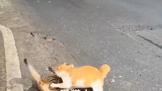 جوهر القط الذكر، إذا لم تقبل فلنقاتل