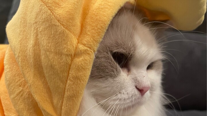 Chú mèo con sợ đến bật khóc!