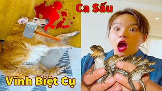 Thú Cưng TV | Gâu Đần và Bà Mẹ #50 | Chó Golden Gâu Đần thông minh vui nhộn | Pets cute smart dog