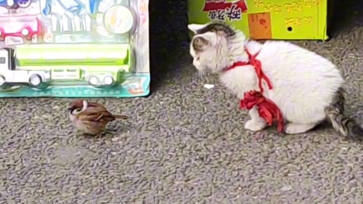 Kedua anak kecil ini sama-sama belum begitu paham akan kemampuan mereka～