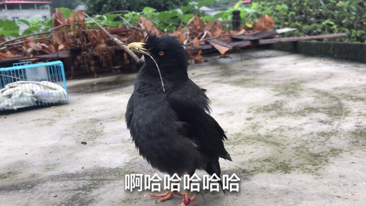 Chàng trai đặt trứng gà vào tổ chim bồ câu, mẹ chim thật đáng yêu!
