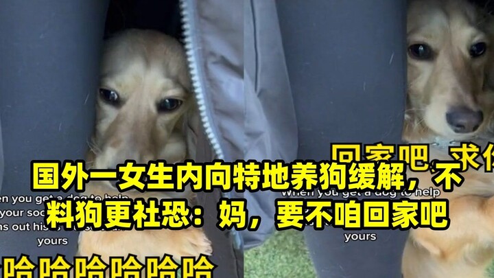 Một cô gái ở nước ngoài nhút nhát nên nuôi chó để giải tỏa tâm lý, nào ngờ chú chó còn sợ xã hội hơn