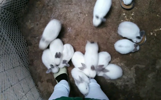 I heard you want to lie in a pile of rabbits?