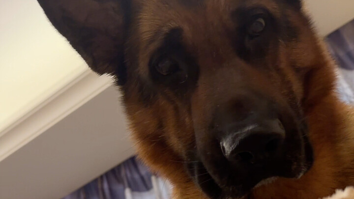 Hanya pemilik anjing yang mengerti apa yang terjadi saat mereka membuka mata di momen ini…