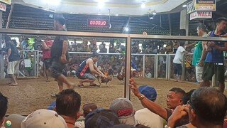 2cocks ulotan Second fight Blue side  para champion tayo😇 draw panga #fyp #Godbetheglory🙏