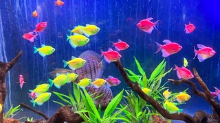 10 jenis ikan hias aquarium berwarna cantik