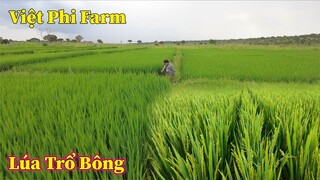 Linh Philip || Khoảng Thời Gian Đẹp Nhất Trên Cánh Đồng Lúa Trong Việt Phi Farm